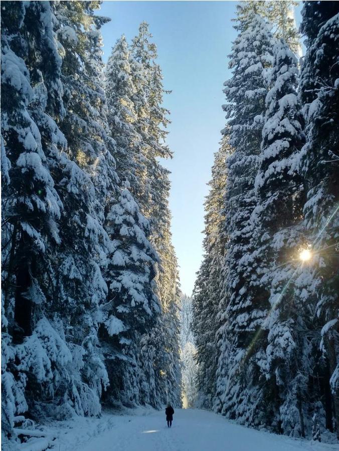 Packwood Ski & Vacation Getaway Экстерьер фото